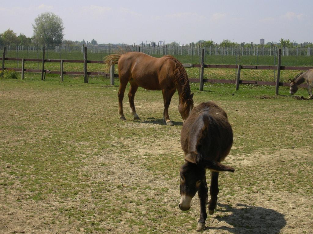 Agriturismo Casa Carpanelli Nonantola 外观 照片
