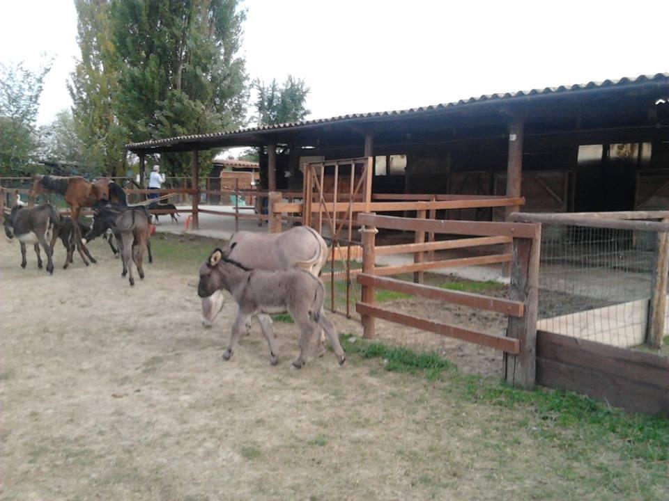 Agriturismo Casa Carpanelli Nonantola 外观 照片