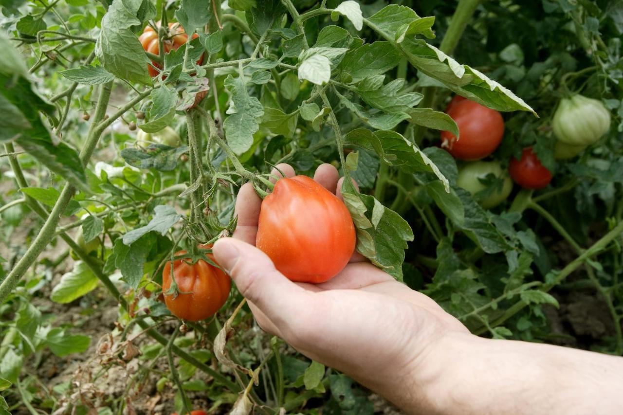 Agriturismo Casa Carpanelli Nonantola 外观 照片